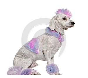 Groomed poodle with pink and purple fur and mohawk