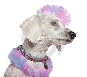 Groomed poodle with pink and purple fur and mohawk