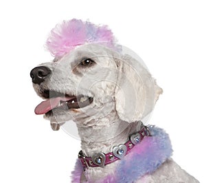 Groomed poodle with pink and purple fur and mohawk photo