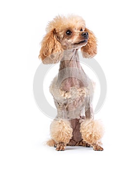 Groomed Toy Poodle posing