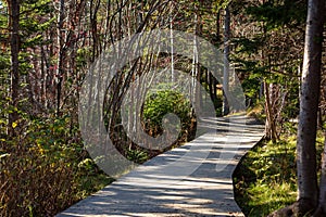 Groomed walking trail in St. John`s, Newfoundland and Labrador