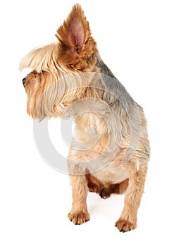 Groomed yorkie on white