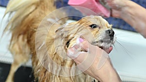 groomer bathes a Pomeranian dog in the shower at a specialized pet care salon.