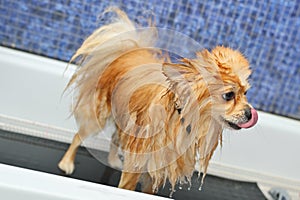 groomer bathes a Pomeranian dog in the shower at a specialized pet care salon.