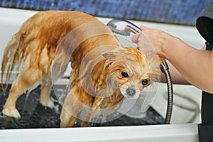 groomer bathes a Pomeranian dog in the shower at a specialized pet care salon.