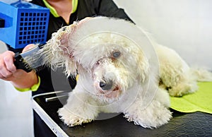 Groomer blowdrying the hair of a small white dog