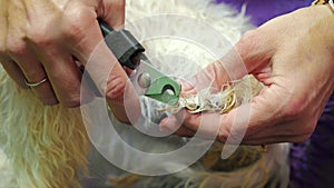 The groomer carefully cares for the little puppy's claws and paws. Nail trimming, hygiene. Puppy health, care