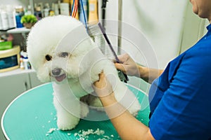 The groomer is combing the dog. Bichon Frize. The groomer is working. Hairstyle, styling.