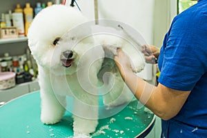 The groomer is combing the dog. Bichon Frize. The groomer is working. Hairstyle, styling.