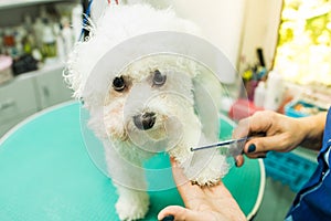 The groomer is combing the dog. Bichon Frize. The groomer is working. Hairstyle, styling.