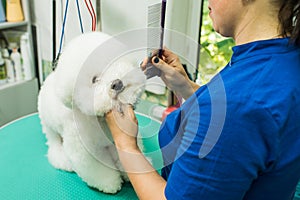 The groomer is combing the dog. Bichon Frize. The groomer is working. Hairstyle, styling.