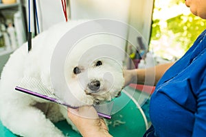 The groomer is combing the dog. Bichon Frize. The groomer is working. Hairstyle, styling.