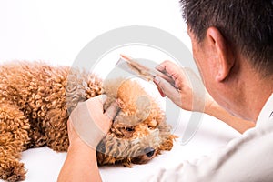 Groomer combing dog, with de-tangled fur stuck on comb