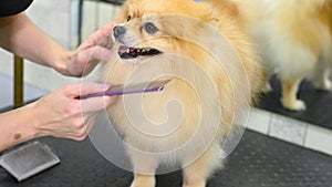 groomer combs the coat of a Pomeranian dog with a special comb. Professional pet care in a grooming salon.
