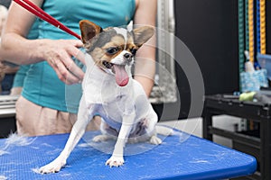 A groomer combs out the undercoat of a chihuahua during molting photo