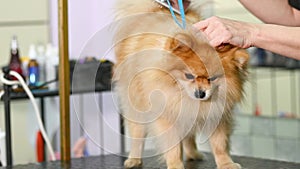 A groomer combs the wool of a Pomeranian with a brush.