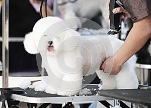 A groomer cuts a Bichon Frize dog with a hair clipper