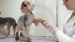 Groomer cuts nails of yorkshire terrier