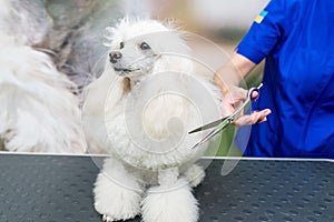groomer cuts white poodle with scissors