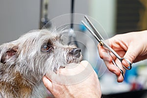 Groomer cutting dog fur with shears
