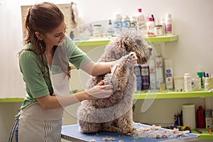 Groomer is cutting a dog hair