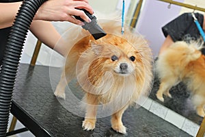 groomer dries the hair of a Pomeranian dog with a hair dryer after bathing in a specialized salon