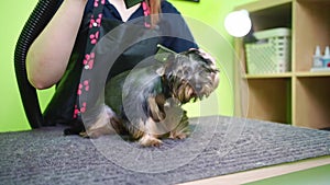 Groomer dries with a hairdryer of Yorkshire Terrier