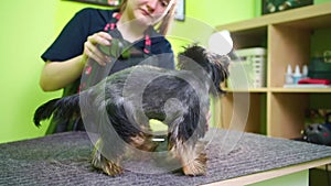 Groomer dries with a hairdryer of Yorkshire Terrier