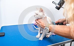 Groomer grooming beautiful young white Persian kitty cat after bath to heave clean fluffy fur in the pet spa