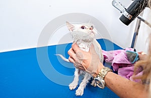 Groomer grooming beautiful young white Persian kitty cat after bathing to heave clean fluffy fur