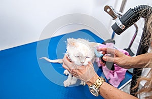 Groomer grooming beautiful young white Persian kitty cat after bathing to heave clean fluffy fur