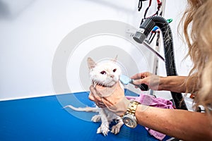 Groomer grooming beautiful young white Persian kitty cat after bathing to heave clean fluffy fur