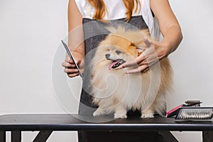 groomer grooming the dog in the salon. grooming dog in grooming salon.