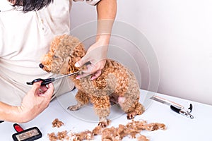 Groomer grooming poodle dog with scissor in salon