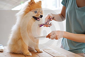 Groomer haircut Pomeranian dog on the table of outdoor. process of final shearing of a dog`s hair with scissors. salon for