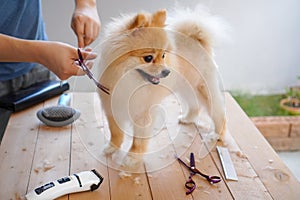 Groomer haircut Pomeranian dog on the table of outdoor. process of final shearing of a dog`s hair with scissors. salon for