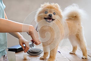 Groomer haircut Pomeranian dog on the table of outdoor. process of final shearing of a dog`s hair with scissors. salon for