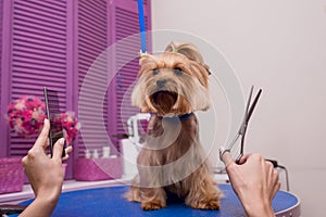 Groomer holding scissors and comb while grooming dog in pet salon