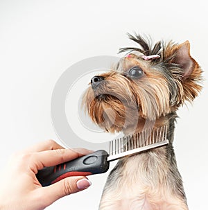 Groomer makes a haircut for a small dog in the salon