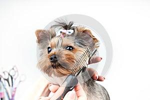 Groomer makes a haircut for a small dog in the salon