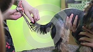 Groomer makes shearing of tail Yorkshire Terrier by scissors.
