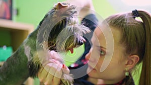 Groomer makes shearing of Yorkshire Terrier by scissors. extras at the pet store