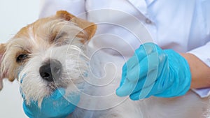 The groomer pinches the dead hair on the dog's face with his fingers