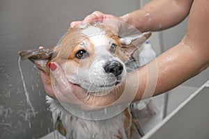 Groomer puts shampoo on fluffy wet fur of the funny welsh corgi pembroke dog. Dog taking a bubble bath in grooming salon