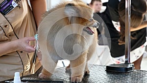 Groomer's hands with scissors cut the dog's fur on the grooming table