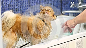 groomer with scissors in his hands cuts a Pomeranian dog in a specialized pet care salon.