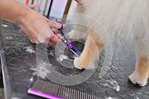 groomer with scissors in his hands cuts a Pomeranian dog in a specialized pet care salon.