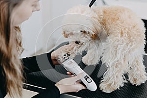 A groomer used trimmers to shave between the pads of a paw of the toy-poodle