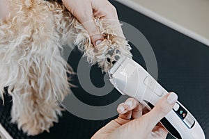 A groomer used trimmers to shave between the pads of a paw of the toy-poodle