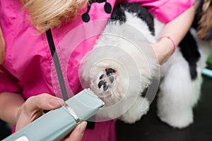 A groomer uses trimmers to shave between the pads